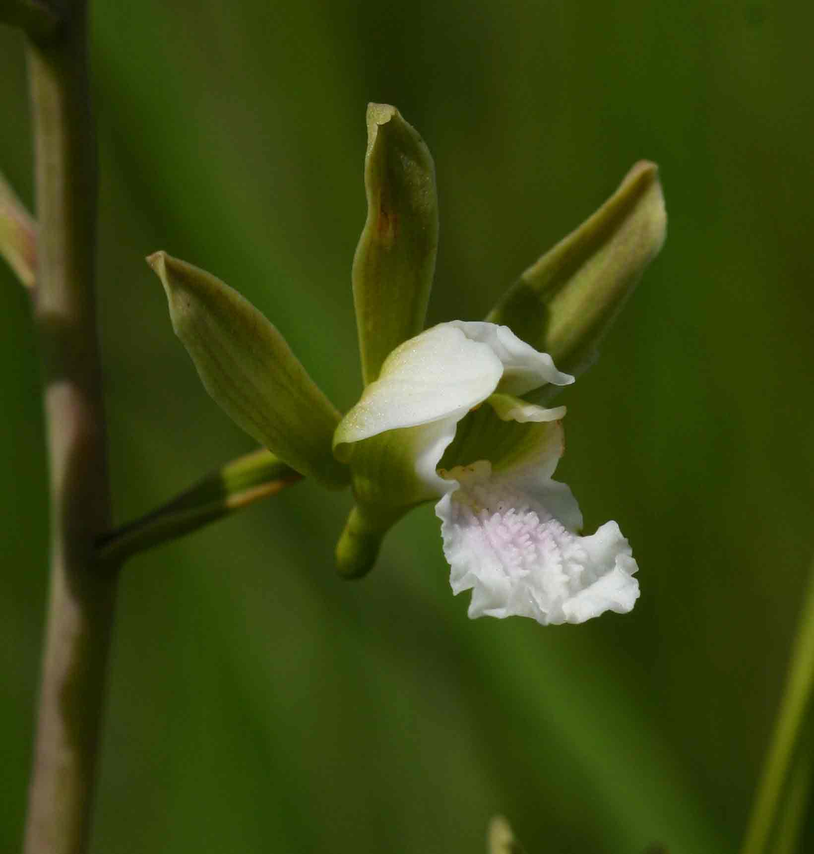Eulophia tanganyikensis