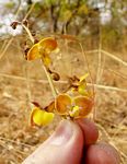 Eulophia tuberculata