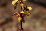 Eulophia tuberculata