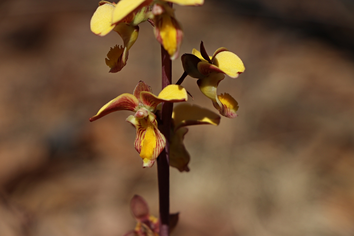 Eulophia tuberculata
