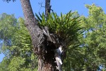 Ansellia africana