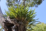 Ansellia africana