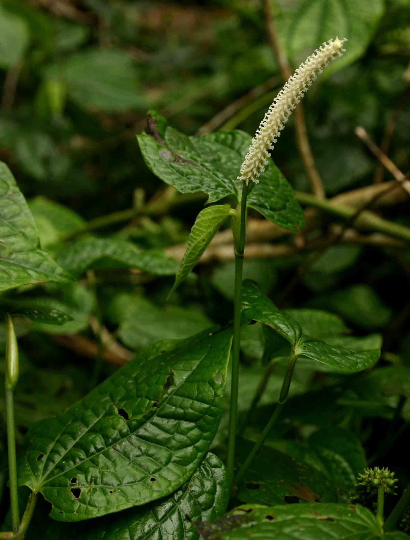 Piper capense var. capense