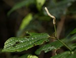 Piper capense var. capense