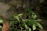 Peperomia leptostachya