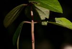 Peperomia leptostachya