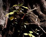 Peperomia leptostachya
