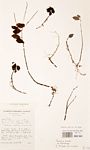 Peperomia leptostachya
