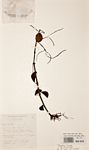 Peperomia leptostachya