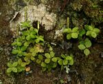 Peperomia tetraphylla