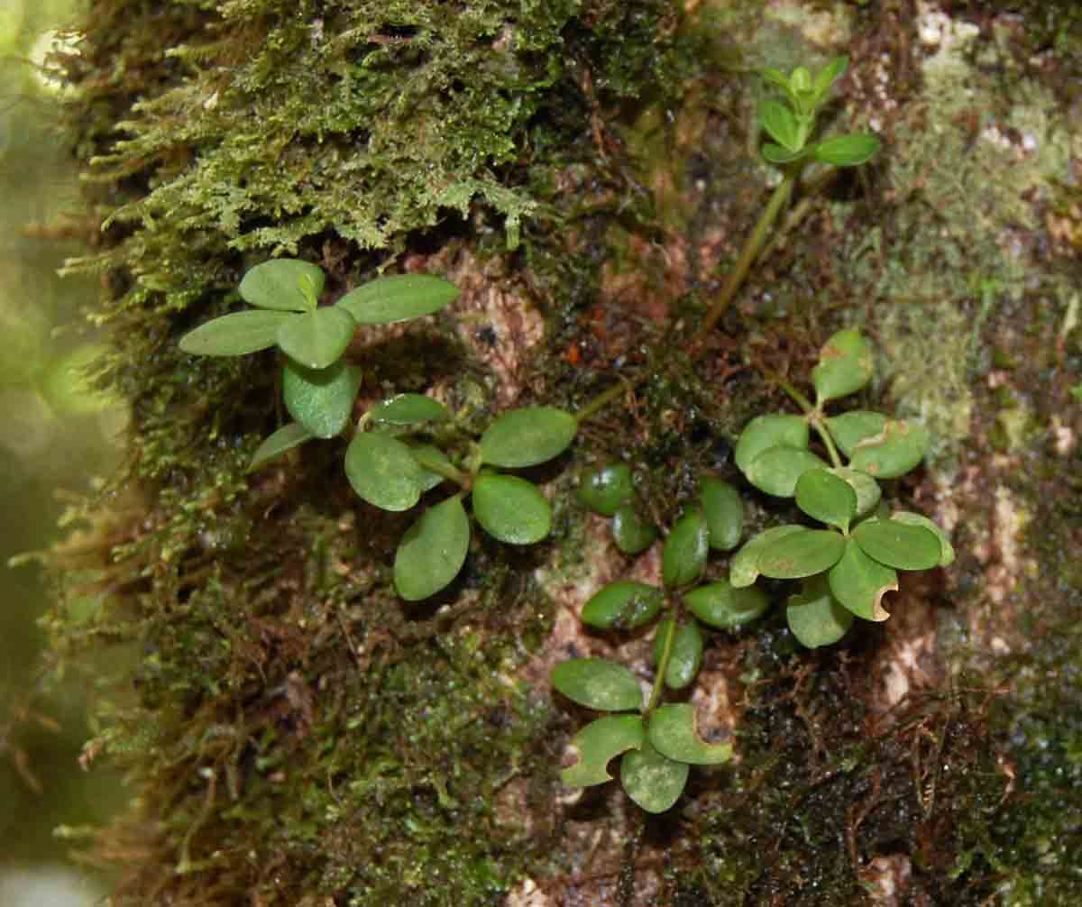 Peperomia tetraphylla