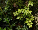 Peperomia tetraphylla