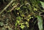 Peperomia tetraphylla