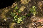 Peperomia tetraphylla