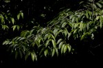 Celtis gomphophylla