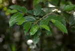 Celtis gomphophylla