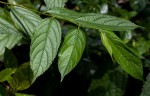 Celtis gomphophylla