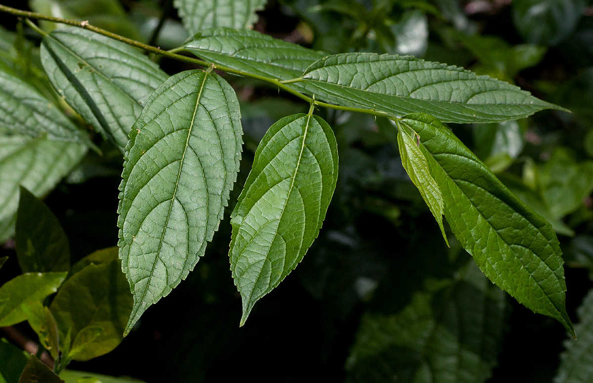 Celtis gomphophylla
