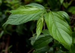 Celtis gomphophylla