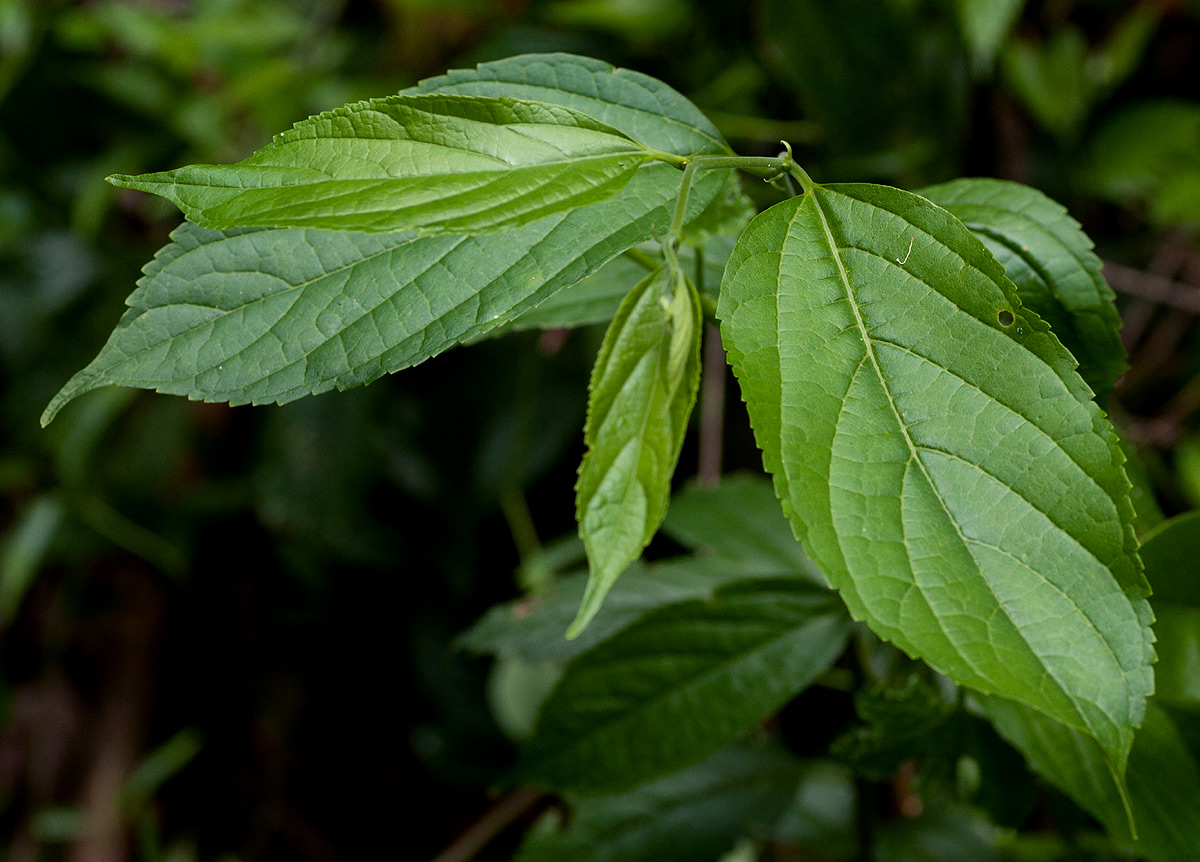 Celtis gomphophylla