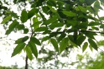 Celtis gomphophylla