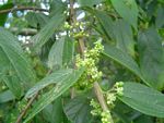 Trema orientale