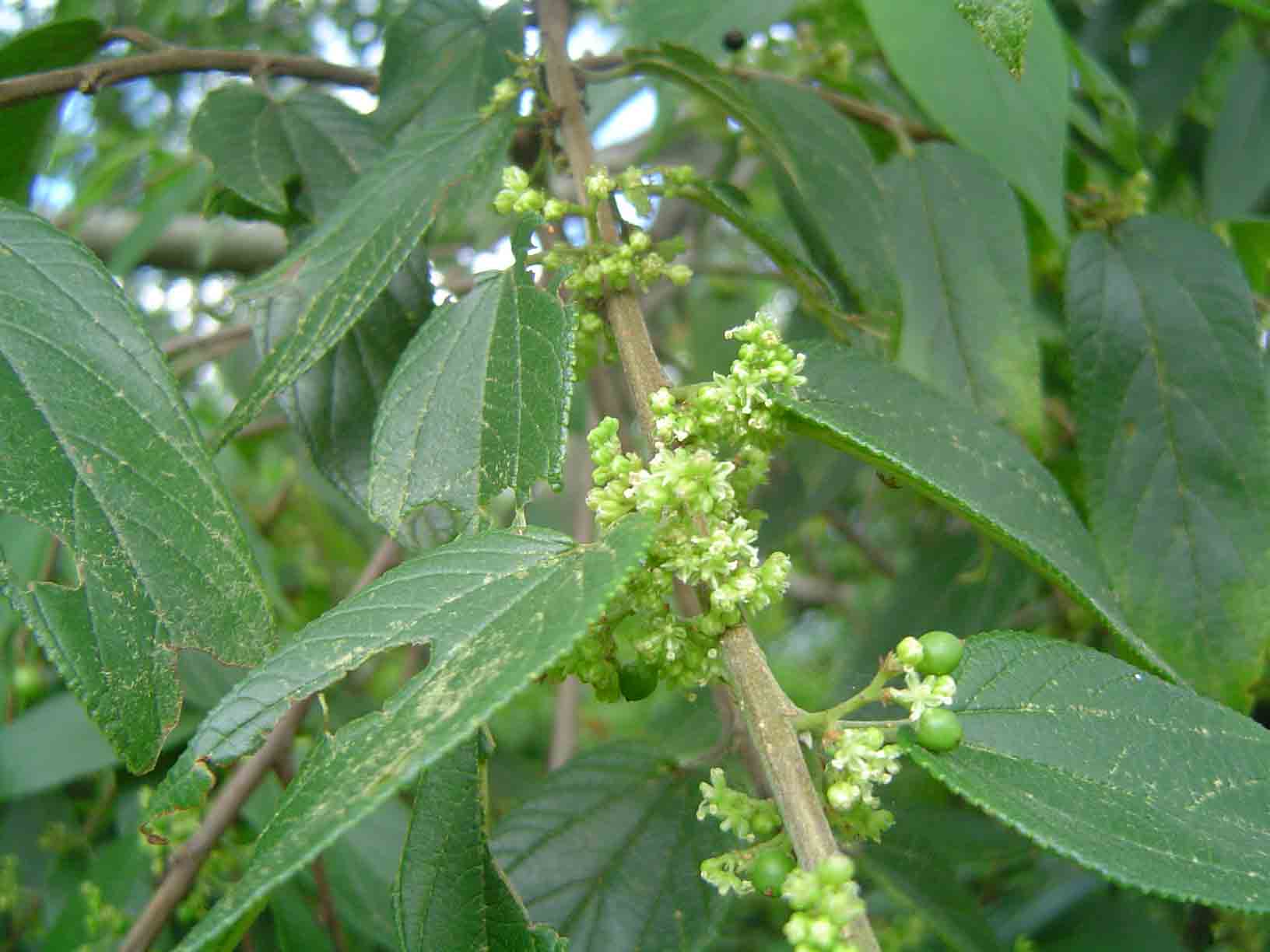 Trema orientale