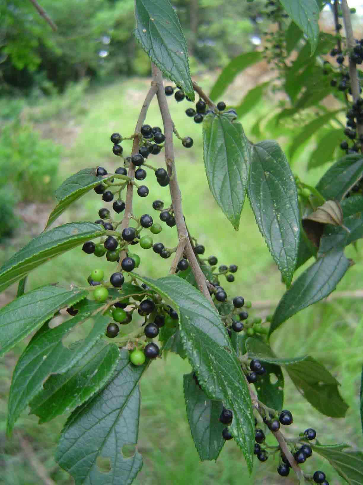 Trema orientale