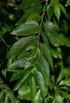 Trema orientale