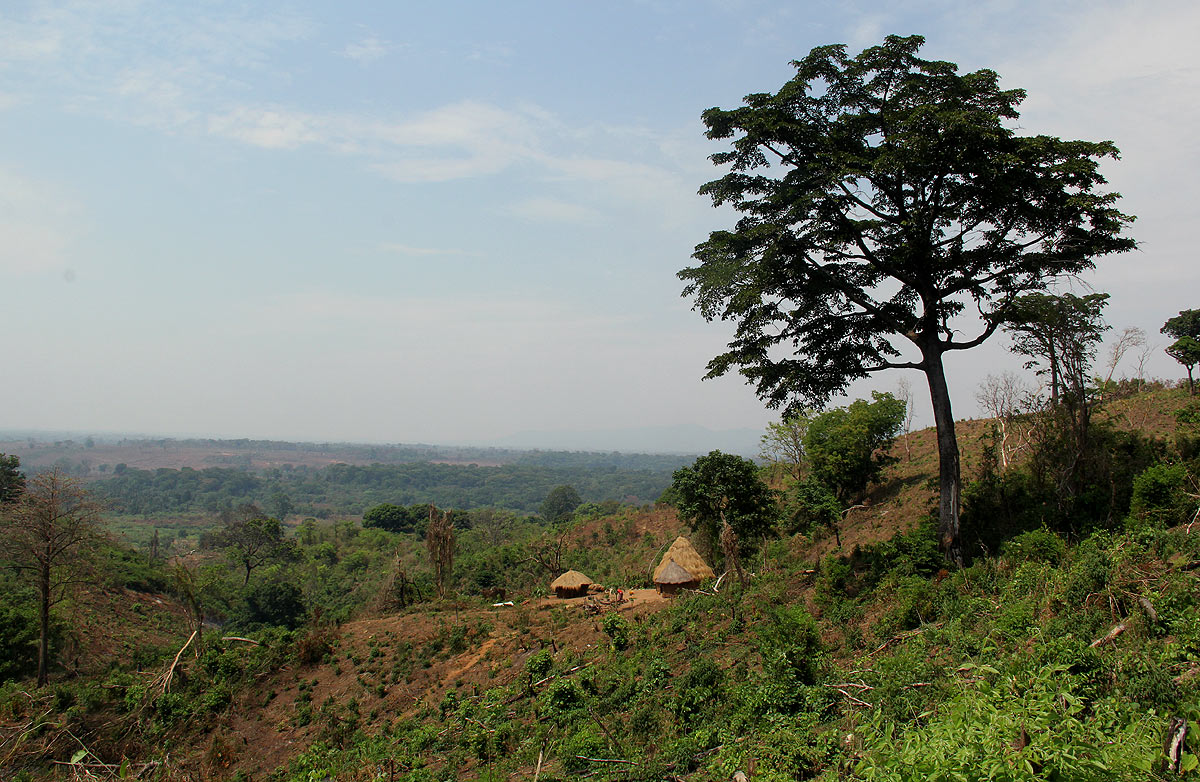 Milicia excelsa