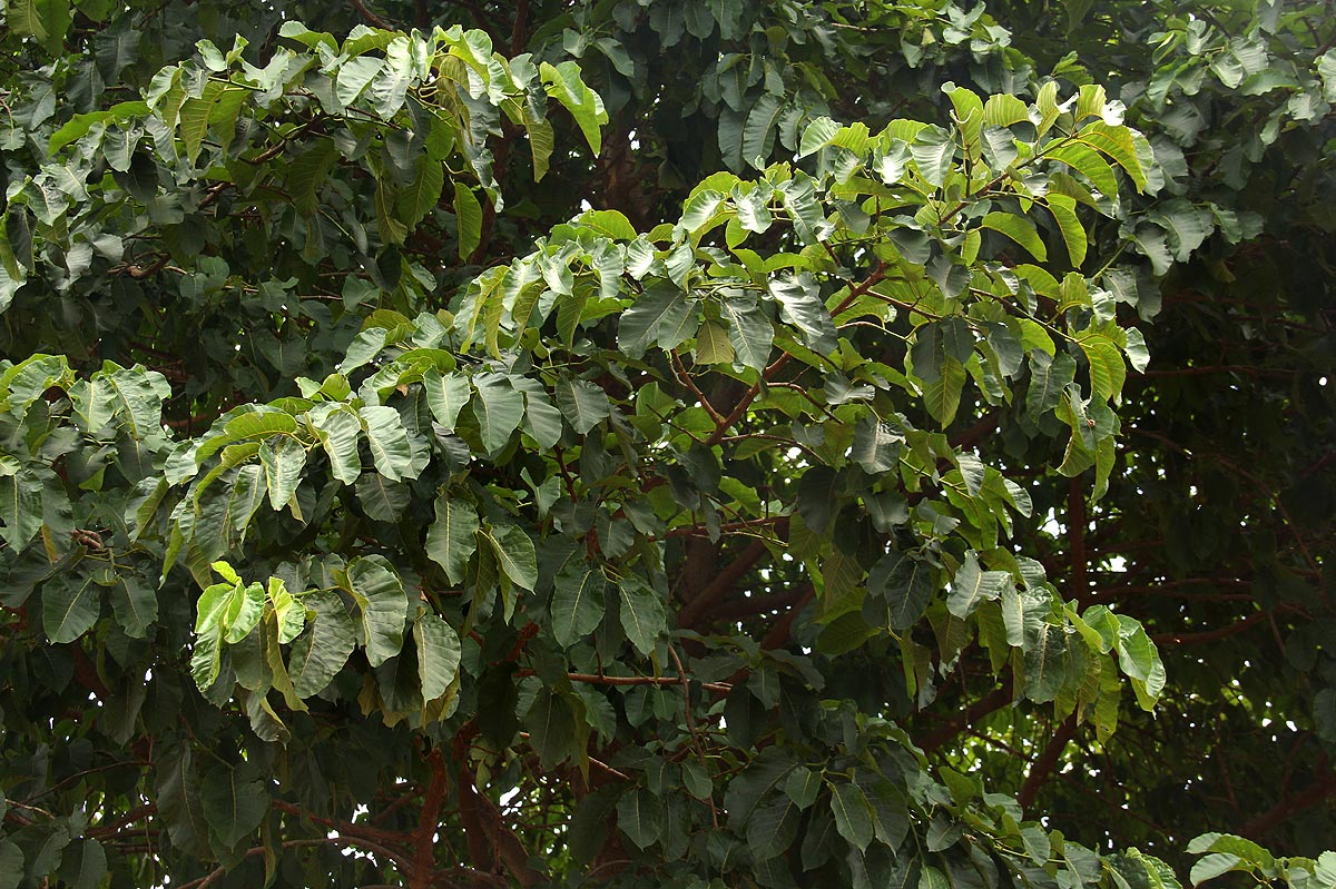 Milicia excelsa