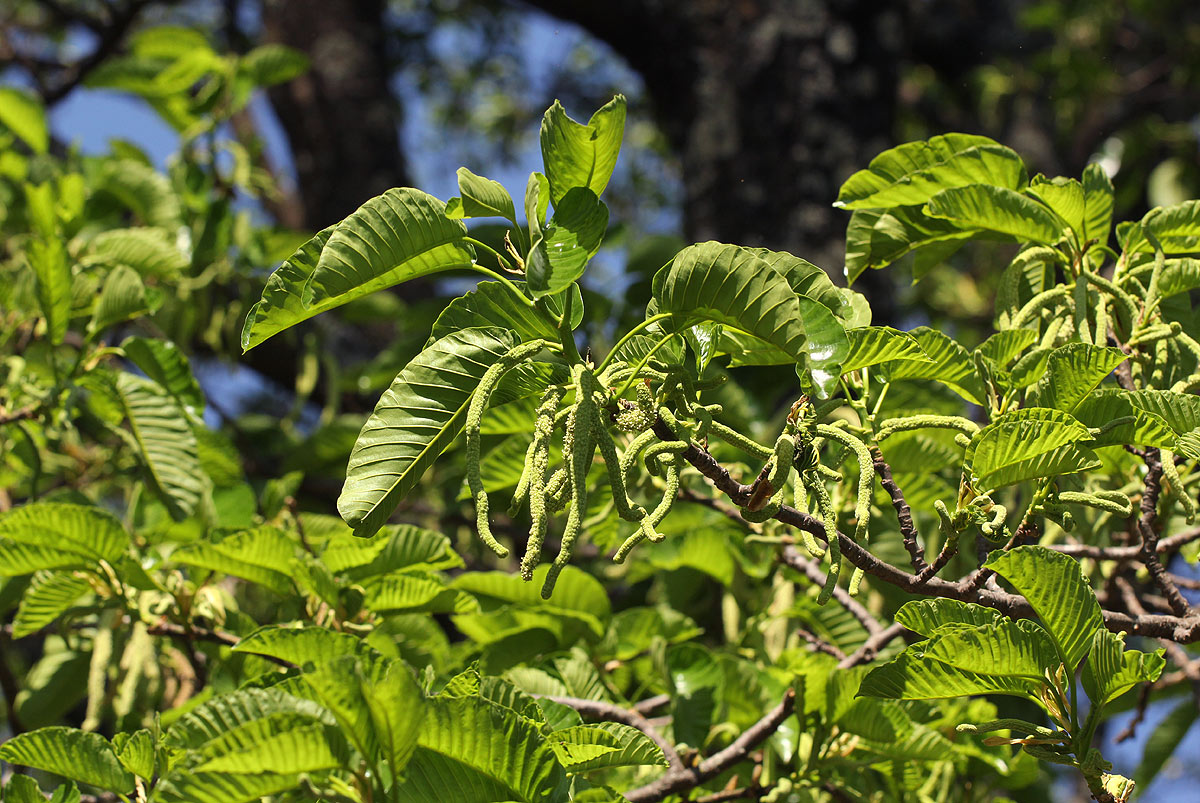 Milicia excelsa