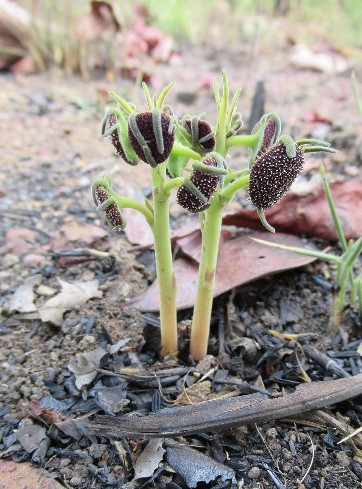 Dorstenia benguellensis
