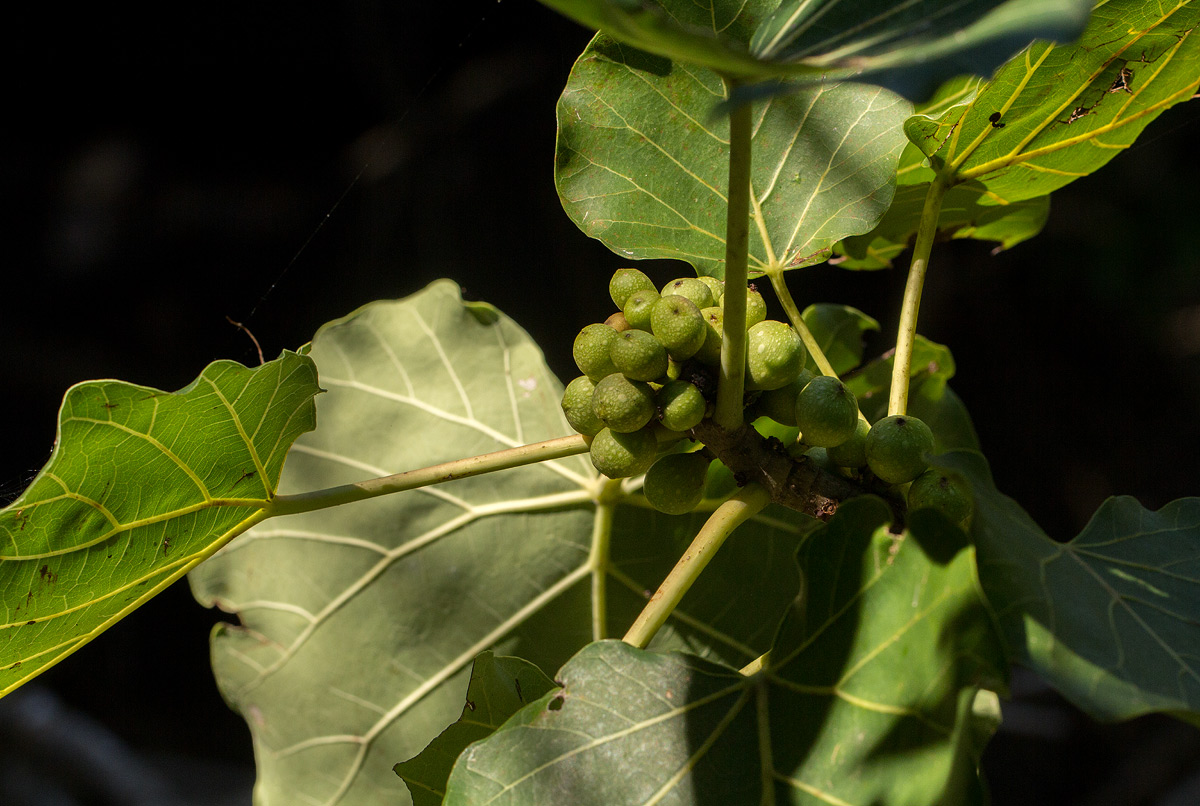 Ficus abutilifolia Ficus abutilifolia