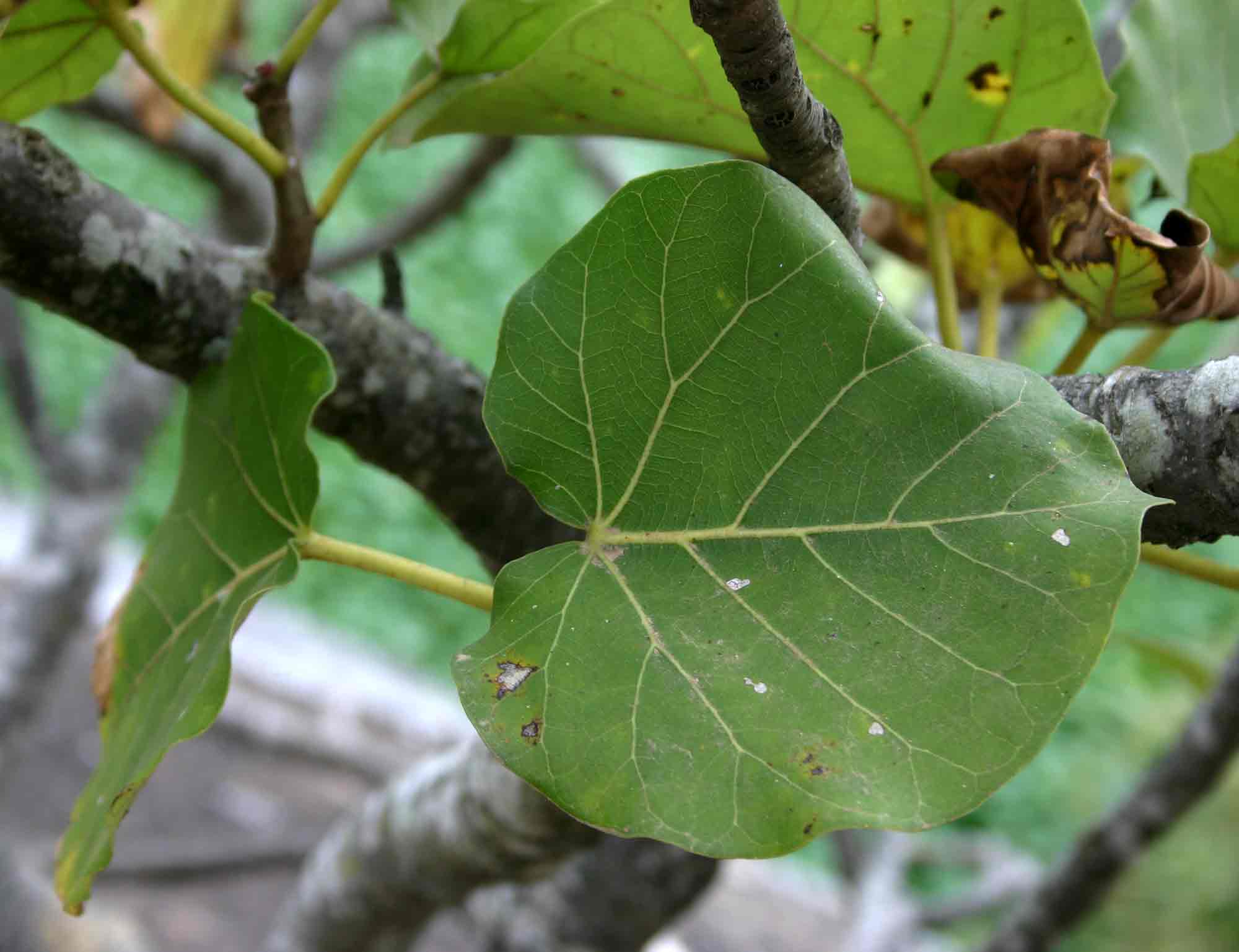 Ficus abutilifolia