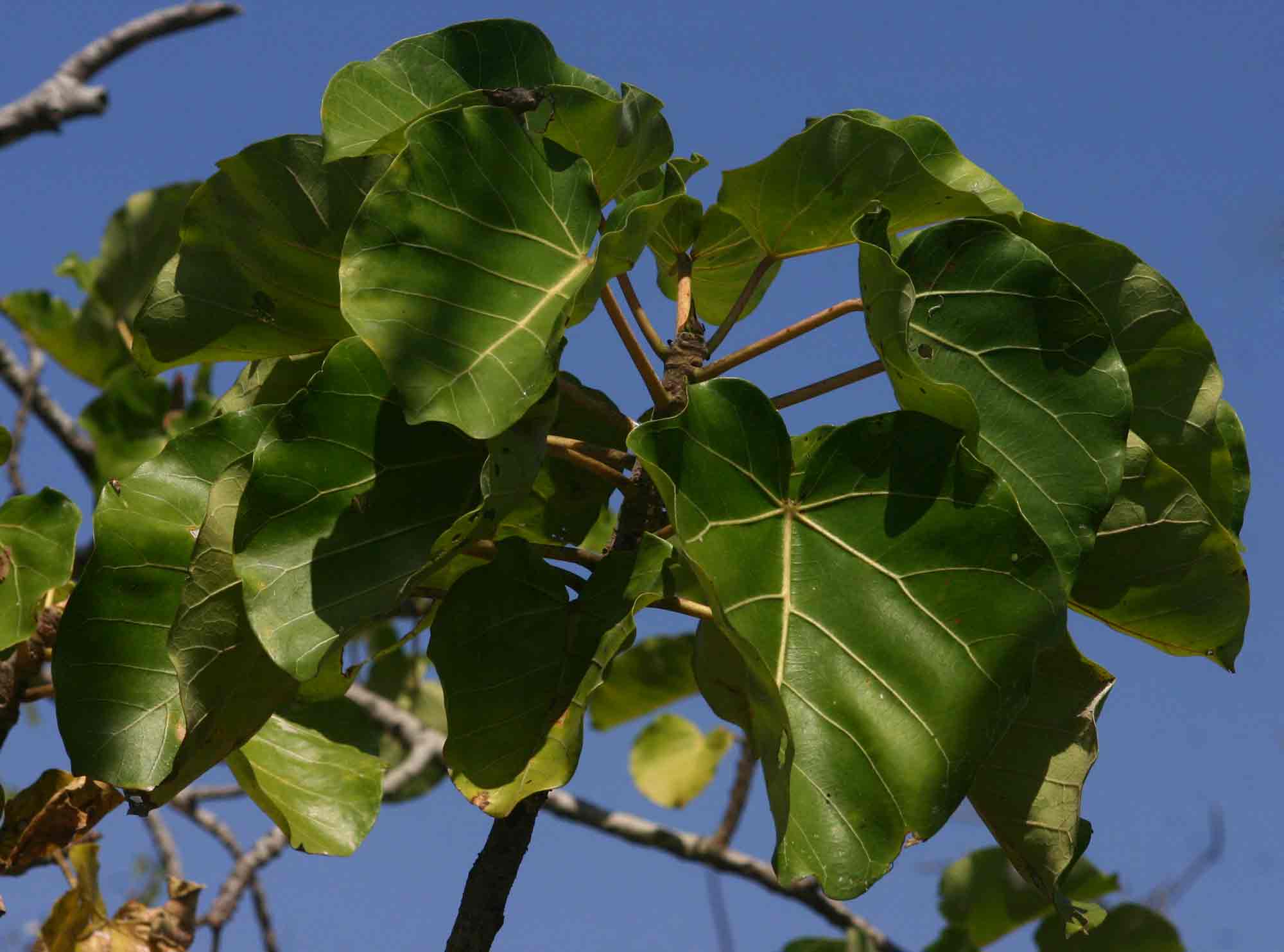 Ficus abutilifolia Ficus abutilifolia