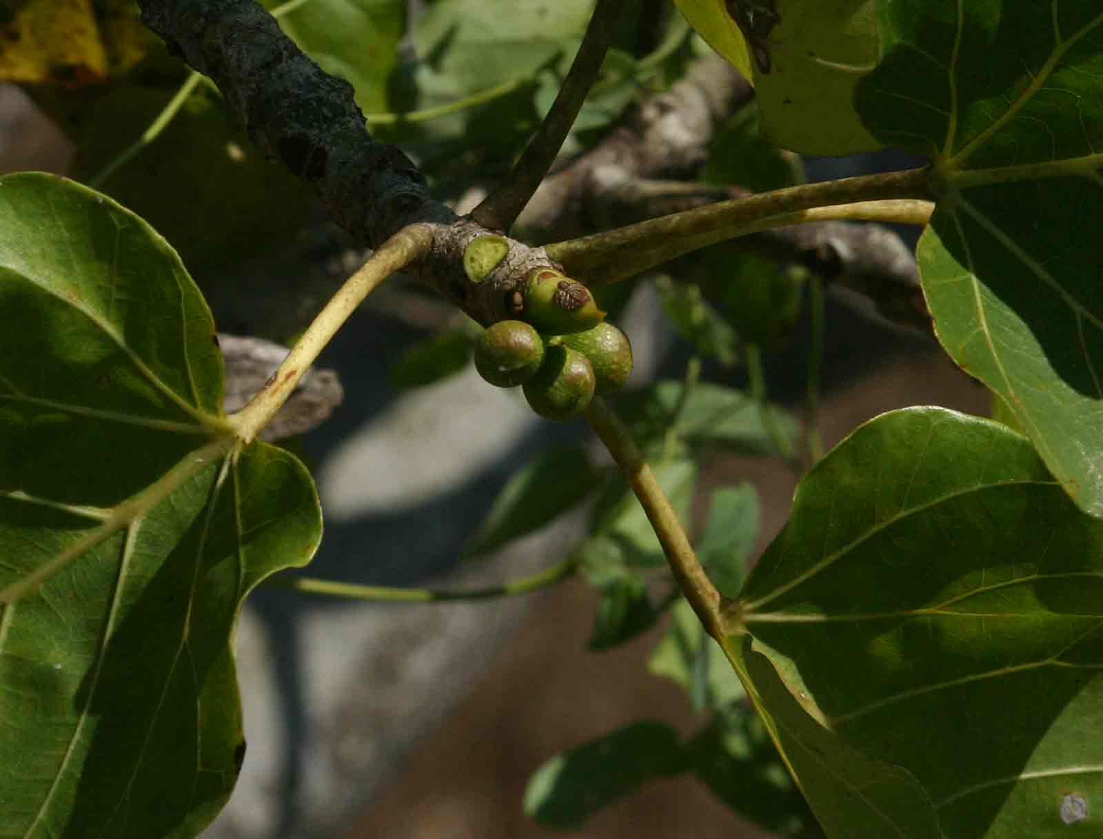 Ficus abutilifolia