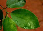 Ficus exasperata