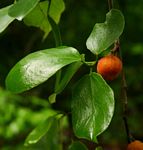 Ficus exasperata