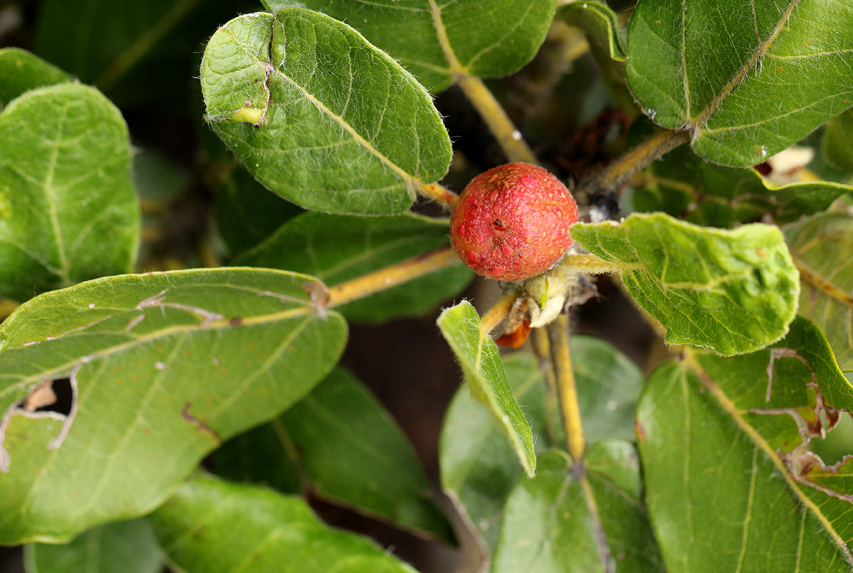 Ficus glumosa