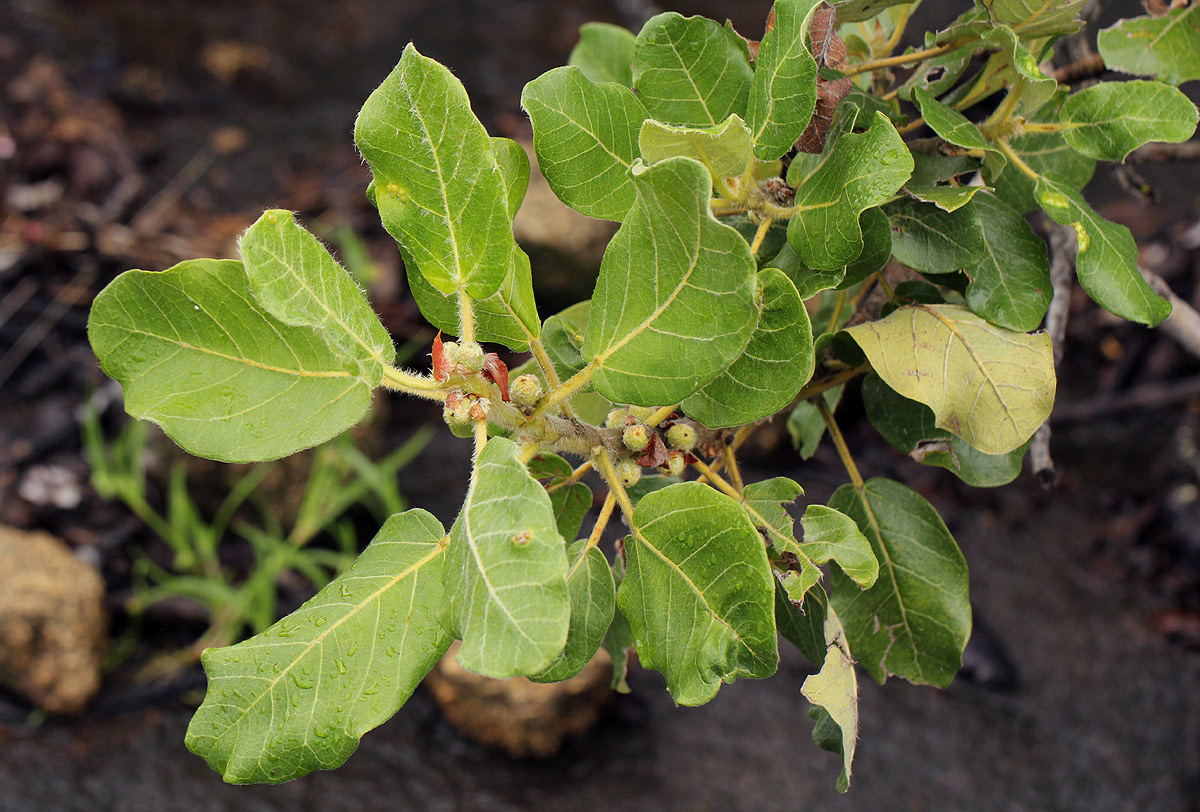 Ficus glumosa