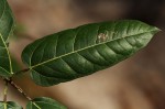 Ficus ingens