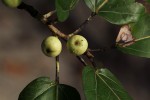 Ficus ingens