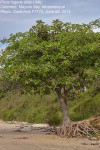 Ficus ingens