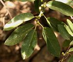 Ficus ingens