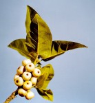 Ficus ingens