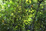 Ficus ingens