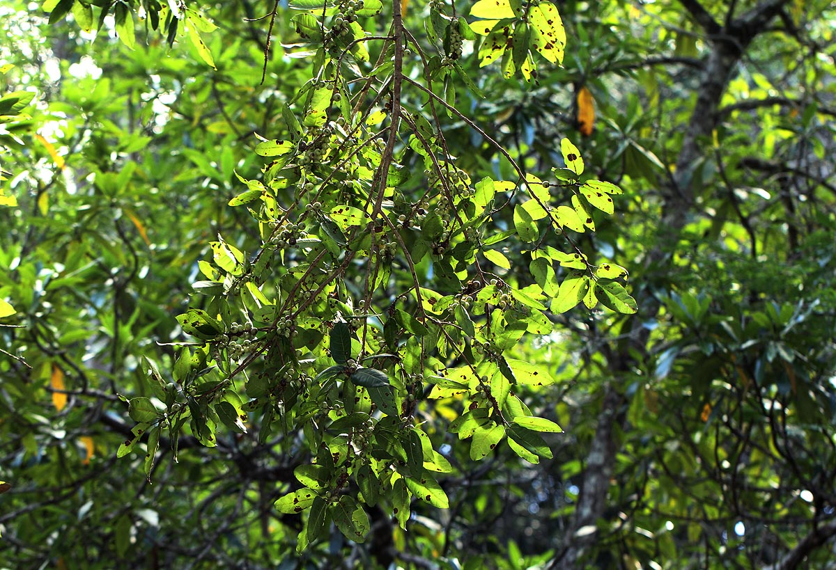 Ficus ingens
