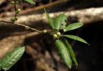 Ficus ingens