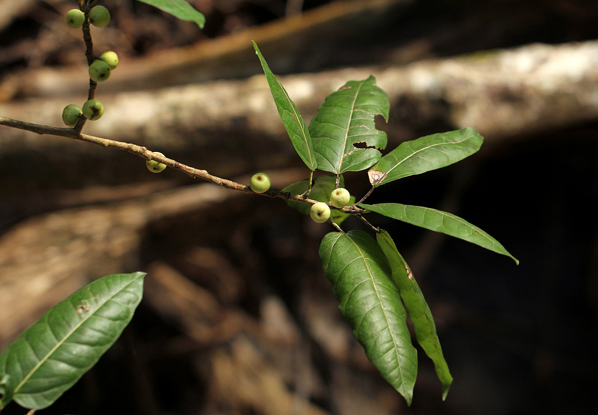 Ficus ingens
